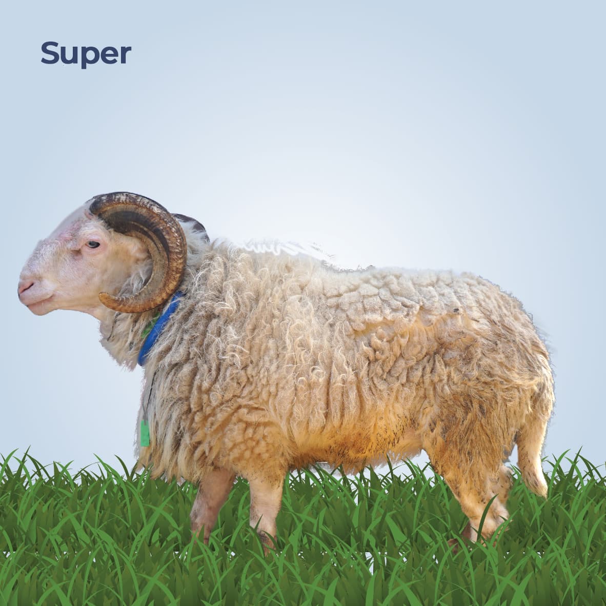 Qurban Antar Domba Jantan Tanduk