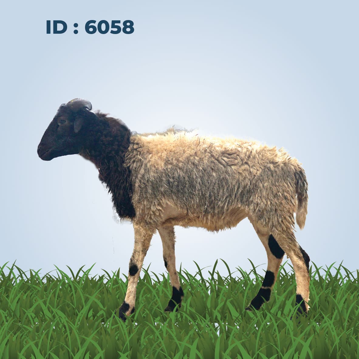 Qurban Antar Domba