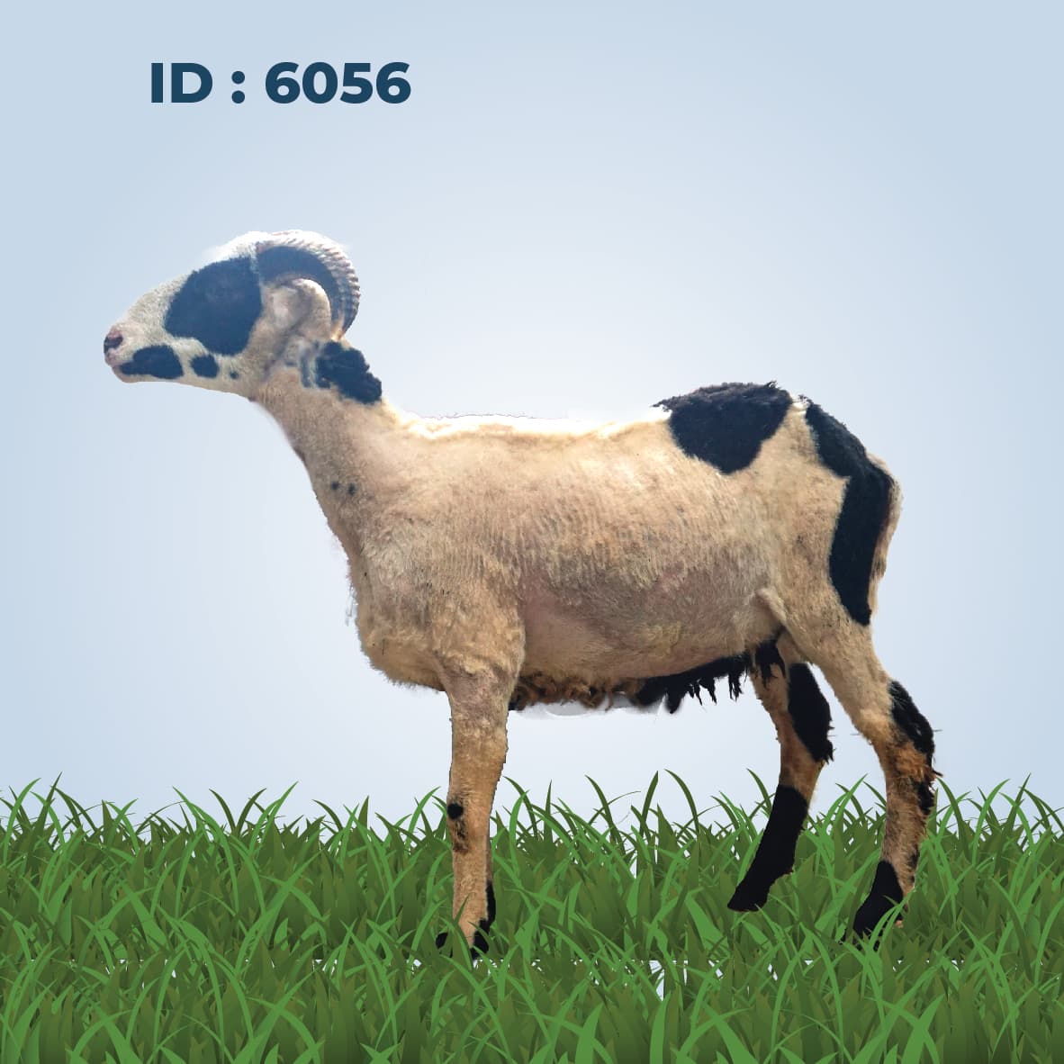 Qurban Antar Domba