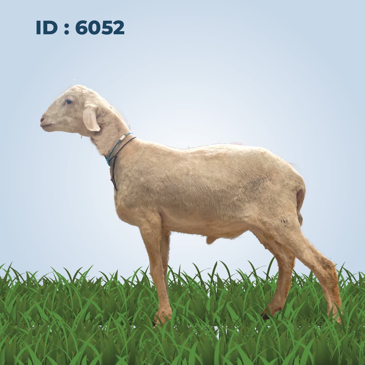 Qurban Antar Domba