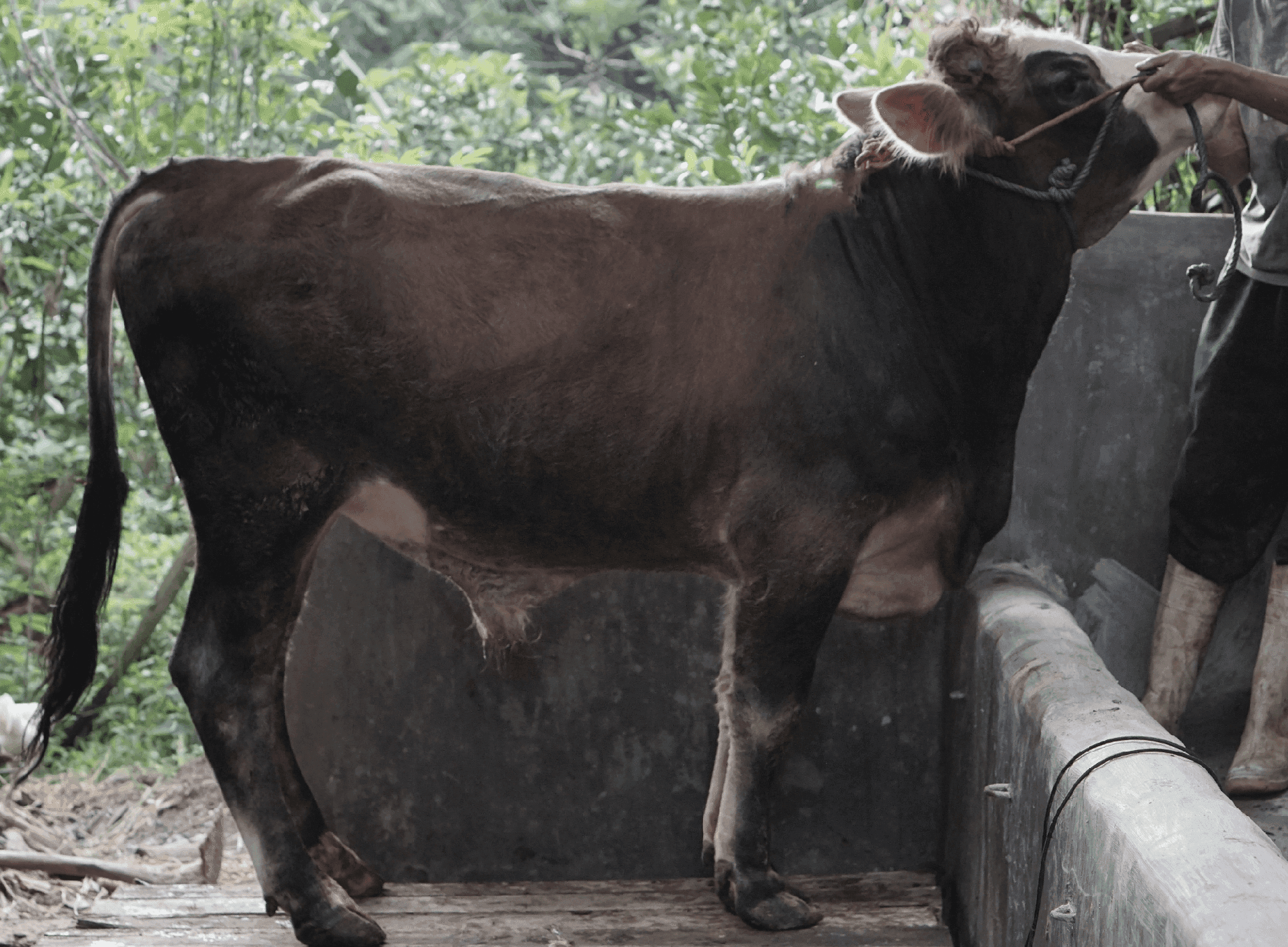 Qurban Antar Sapi Jawa
