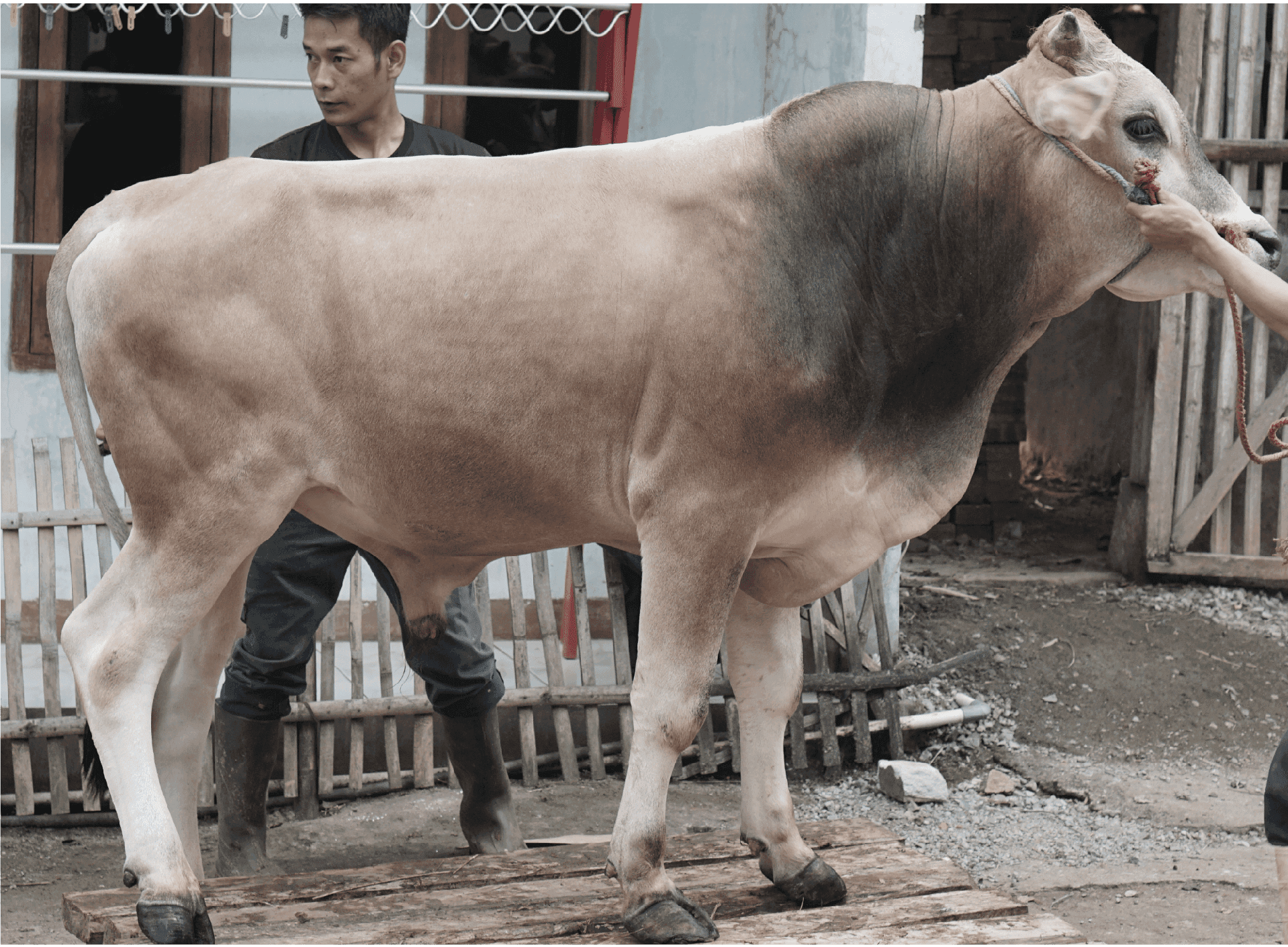 Qurban Antar Sapi Jawa