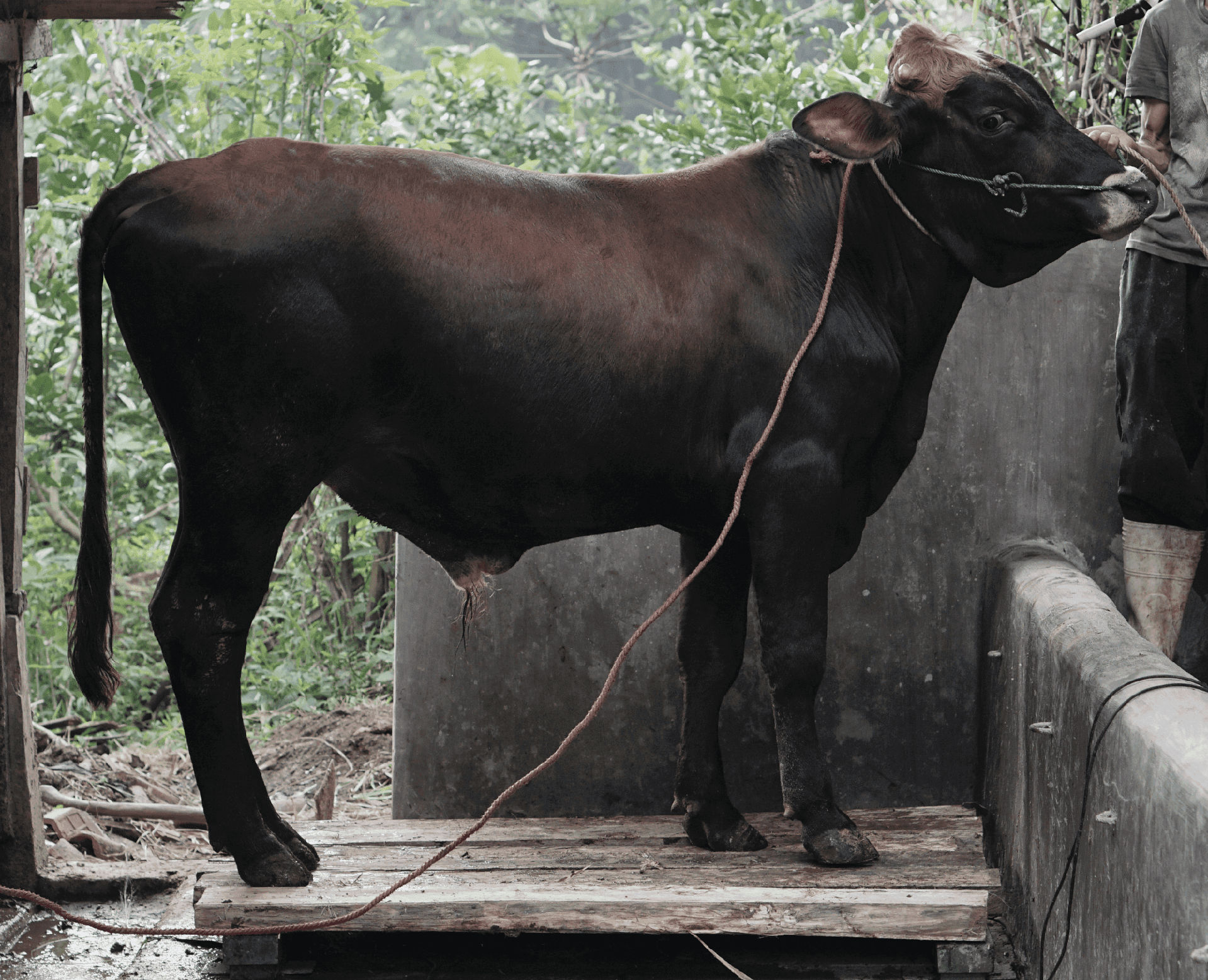 QA Sapi Jawa F