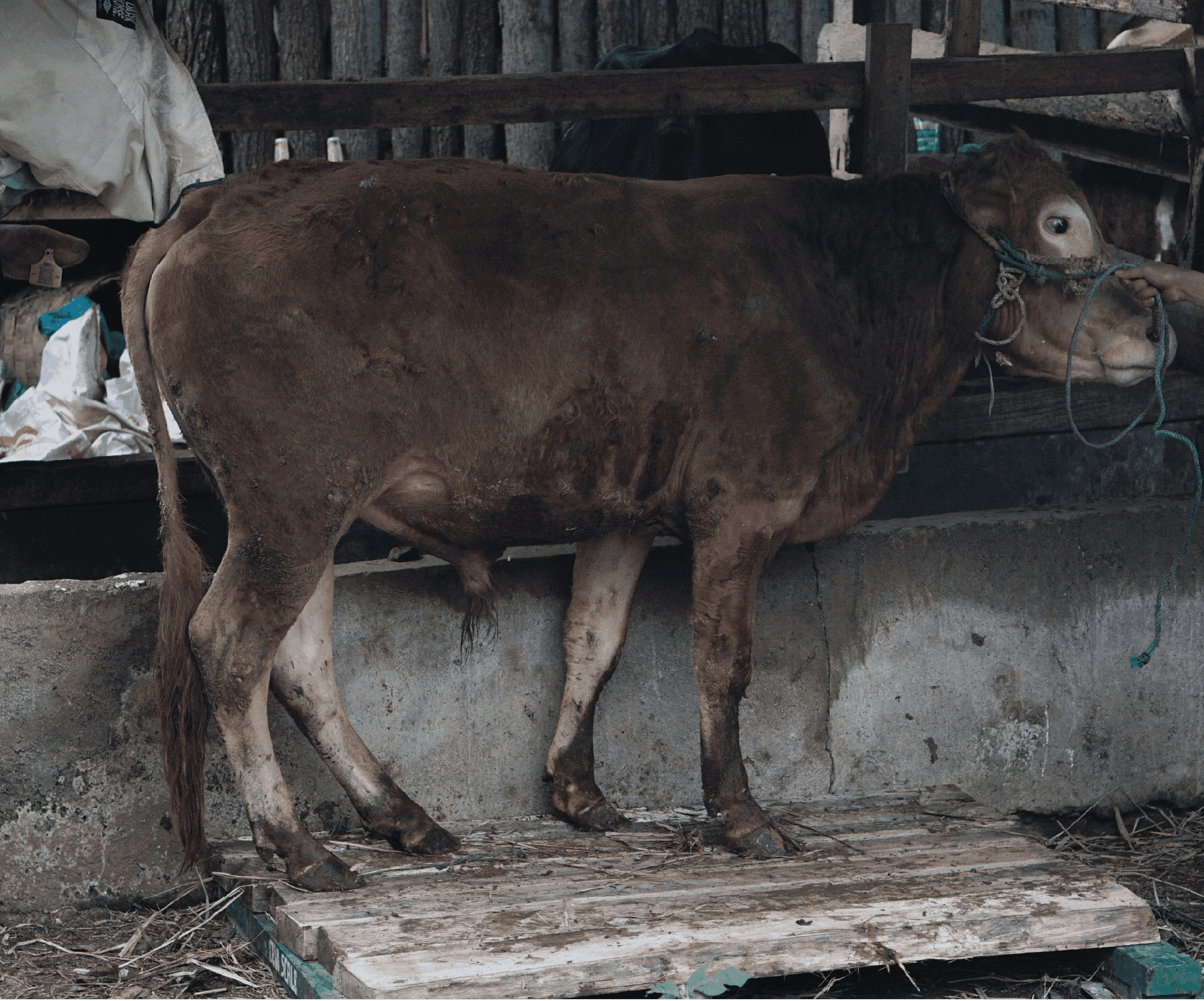 Qurban Antar Sapi Jawa