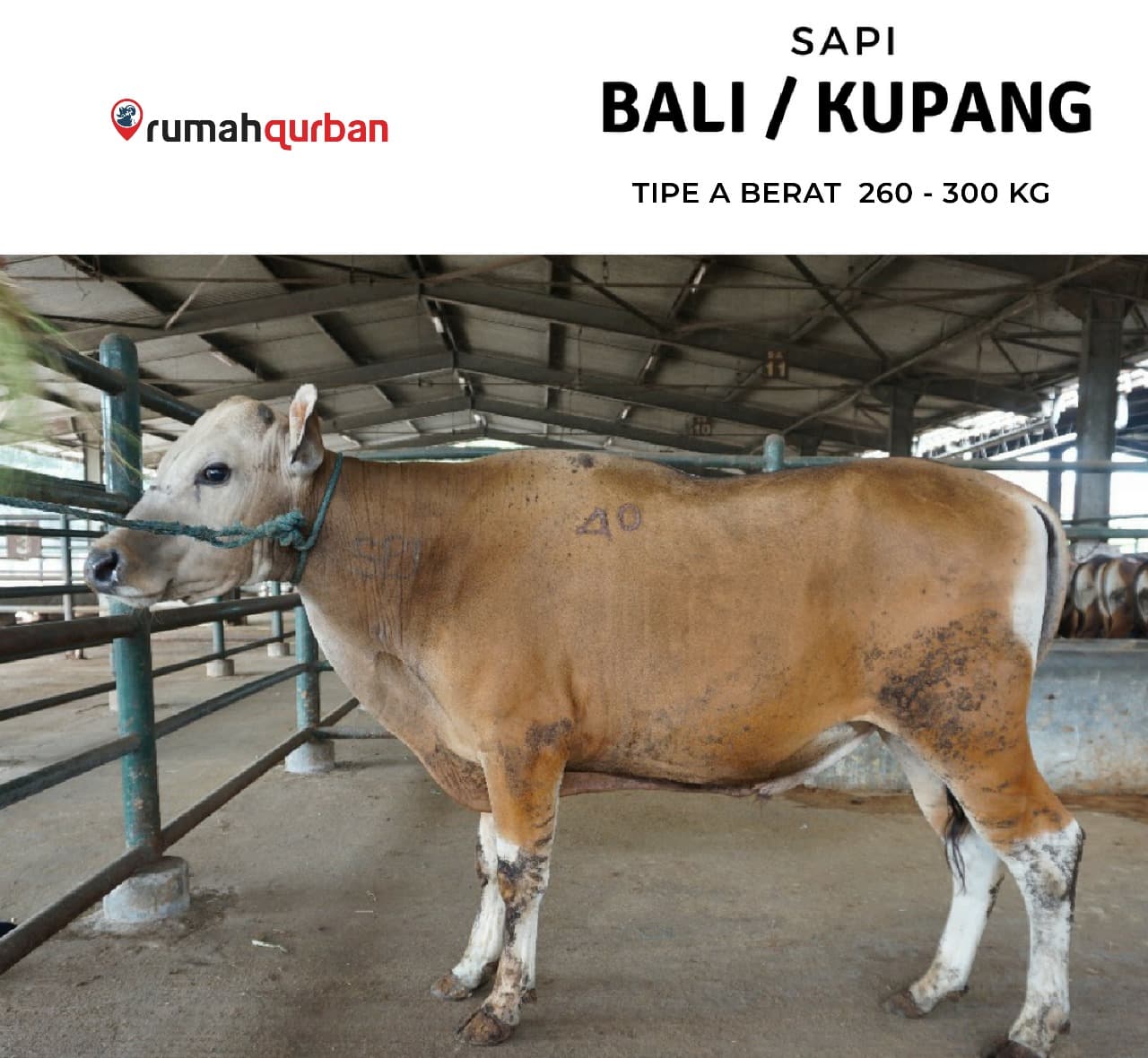 Qurban Antar Sapi Bali