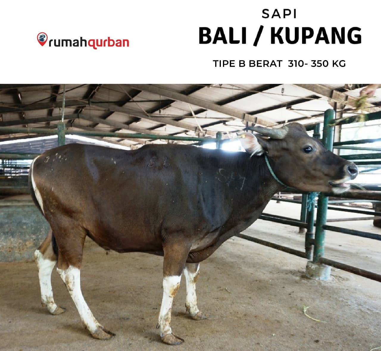 Qurban Antar Sapi Bali