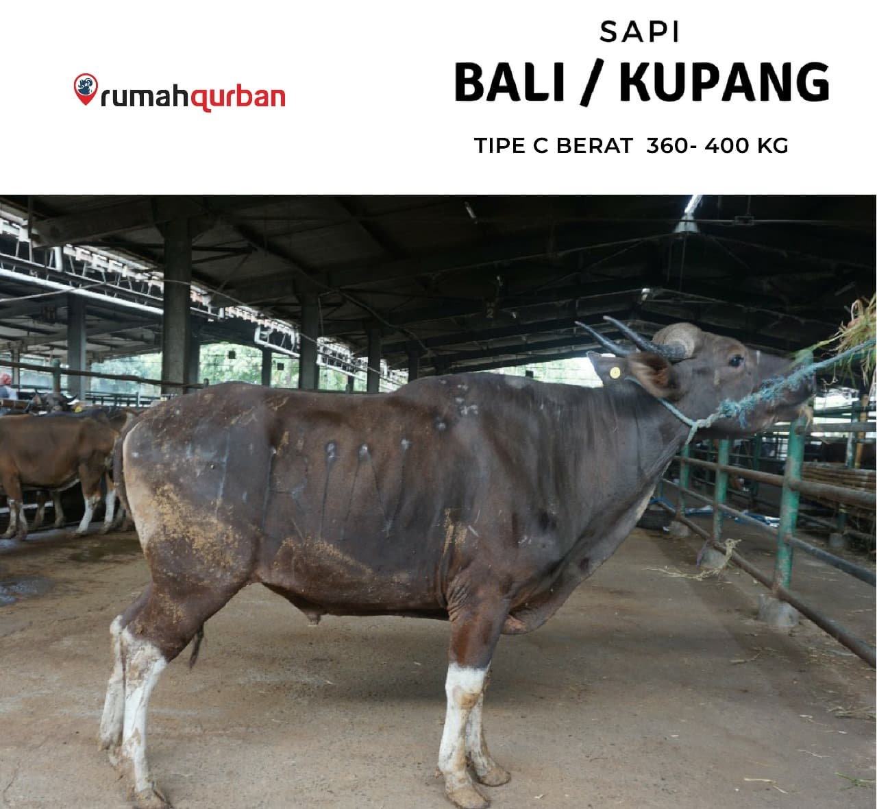 Qurban Antar Sapi Bali