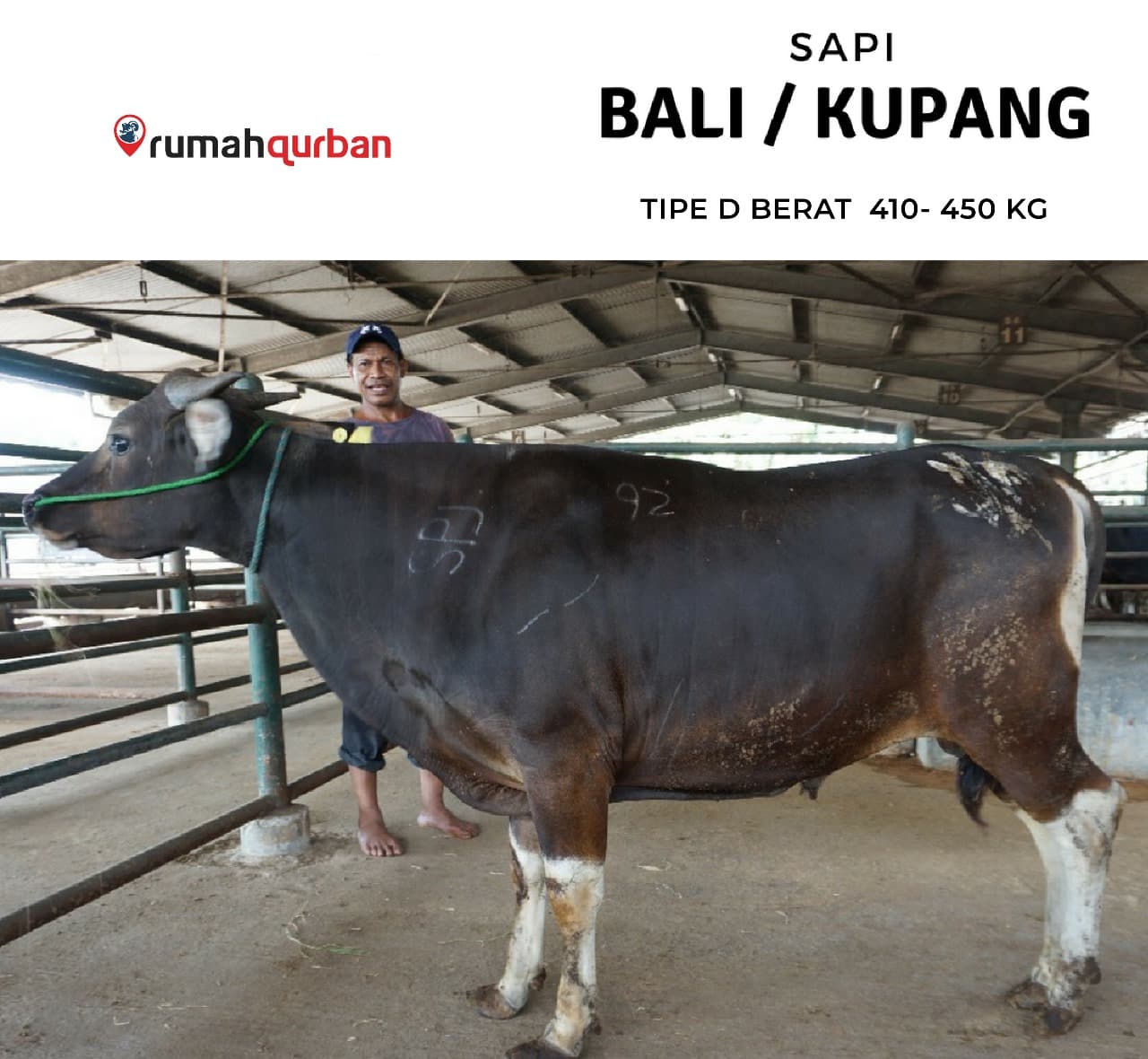 Qurban Antar Sapi Bali