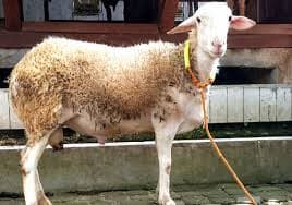 Qurban Antar Domba Jantan Dugul
